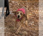 Small #3 Redbone Coonhound Mix