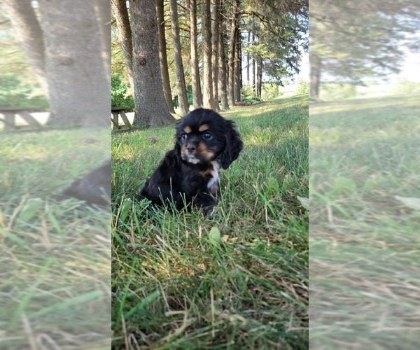 Medium Photo #9 Cocker Spaniel Puppy For Sale in WITHEE, WI, USA