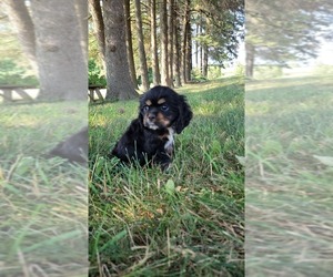 Medium Cocker Spaniel