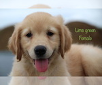 Small Photo #13 Golden Retriever Puppy For Sale in KEMP, TX, USA