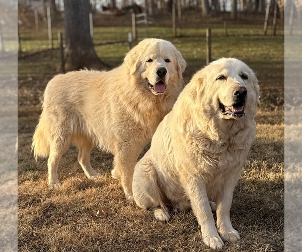 Medium Photo #10 Great Pyrenees Puppy For Sale in NEWTON, NC, USA