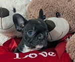 Small #3 Faux Frenchbo Bulldog