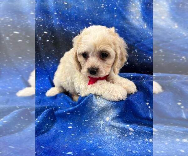 Medium Photo #5 Cocker Spaniel-Poodle (Miniature) Mix Puppy For Sale in INDIANAPOLIS, IN, USA