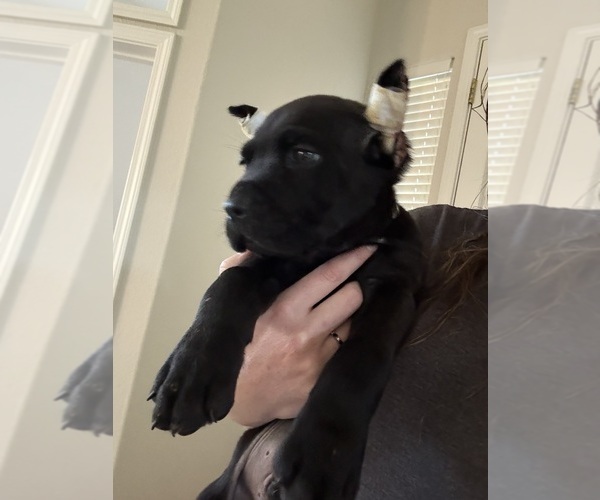 Medium Photo #8 Cane Corso Puppy For Sale in LIVERMORE, CA, USA