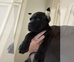 Small Photo #13 Cane Corso Puppy For Sale in LIVERMORE, CA, USA