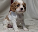 Small #6 Cavalier King Charles Spaniel