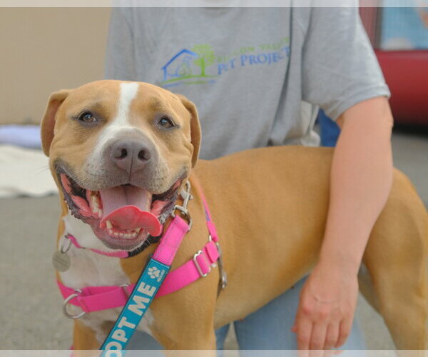 Medium Photo #11 American Pit Bull Terrier Puppy For Sale in San Jose, CA, USA