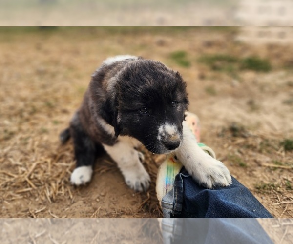 Medium Photo #18 Anatolian Shepherd Puppy For Sale in CUMBY, TX, USA