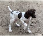 Puppy 3 German Shorthaired Pointer