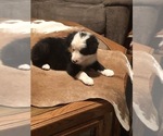 Small Photo #3 Border Collie Puppy For Sale in BOWLING GREEN, KY, USA