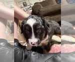 Small #6 North American Shepherd