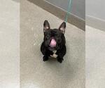 Small Bulldog Mix