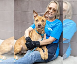 Dodger Lizman - Male Carolina Dog-Pharaoh Hound Mix Dog for Adoption - Photo #19