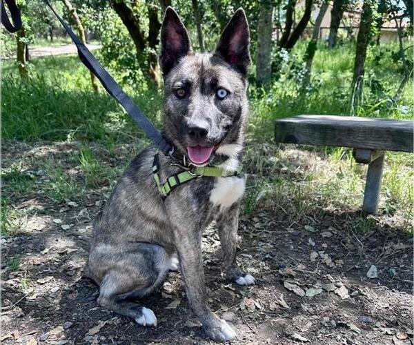 Medium Photo #1 Texas Heeler-Unknown Mix Puppy For Sale in Santa Rosa, CA, USA