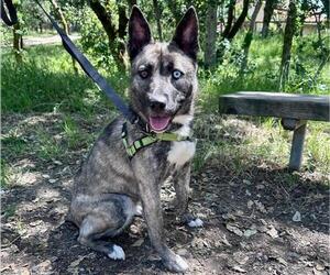 Texas Heeler-Unknown Mix Dogs for adoption in Santa Rosa, CA, USA