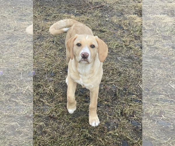 Medium Photo #1 Labbe Puppy For Sale in Hinckley, IL, USA