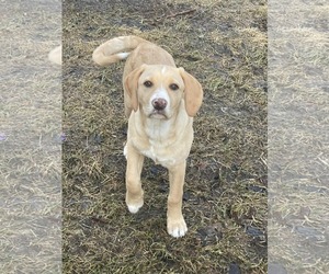 Labbe Dogs for adoption in Hinckley, IL, USA