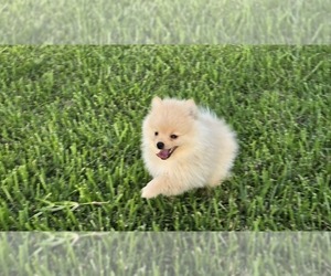 Medium Pomeranian