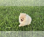 Puppy Apollo Pomeranian