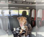 Small #2 American Bandogge mastiff