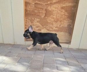 French Bulldog Puppy for Sale in LAS VEGAS, Nevada USA
