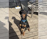 Small Doberman Pinscher