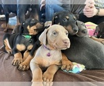 Small Photo #13 Doberman Pinscher Puppy For Sale in PITTSBURGH, PA, USA
