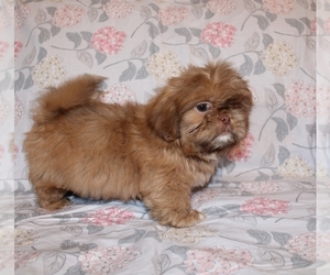Shih Tzu Puppy for sale in BLOOMINGTON, IN, USA