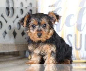 Yorkshire Terrier Puppy for sale in MOUNT VERNON, OH, USA