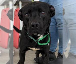 Labrador Retriever Dogs for adoption in Bakersfield, CA, USA