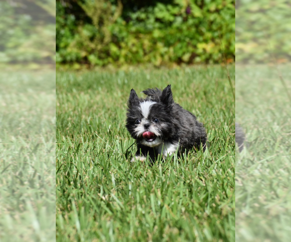 Medium Photo #8 Shih Tzu Puppy For Sale in PALM COAST, FL, USA