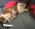 Small #4 Dachshund