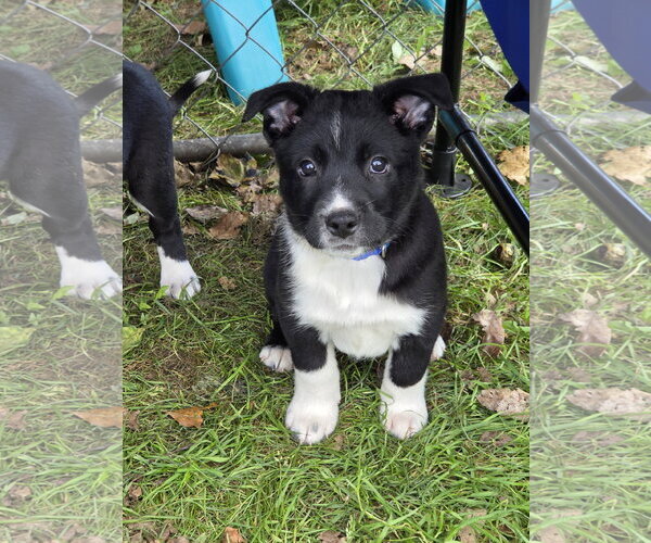 Medium Photo #1 Mutt Puppy For Sale in Garden City, NY, USA