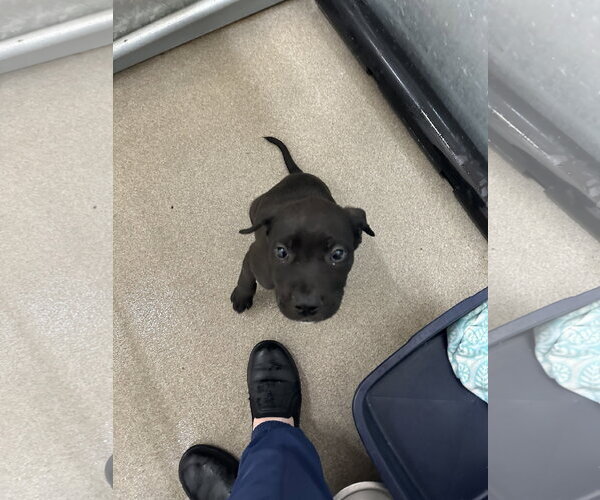 Medium Photo #1 Labrador Retriever-Unknown Mix Puppy For Sale in San Diego, CA, USA