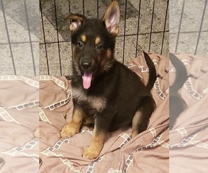 German Shepherd Dog Puppy for sale in FORT WORTH, TX, USA