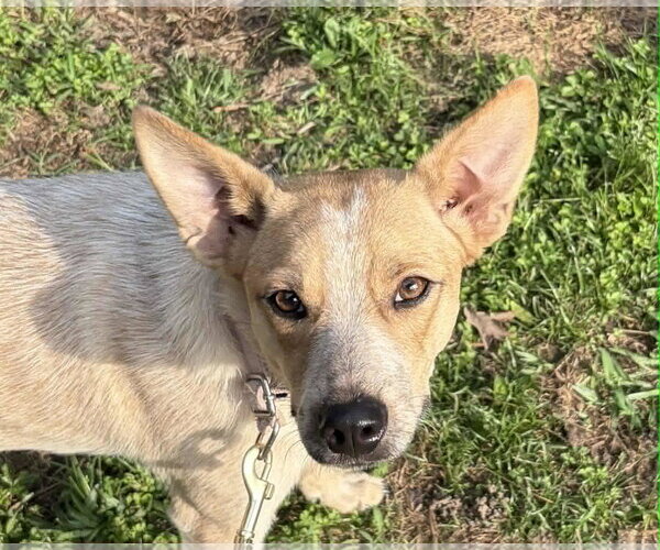 Medium Photo #1 Mutt Puppy For Sale in Wakefield, RI, USA