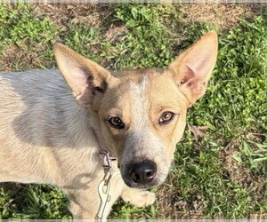 Mutt Dogs for adoption in Wakefield, RI, USA