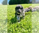 Puppy Auggie Goldendoodle
