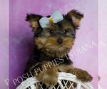Small #4 Yorkshire Terrier