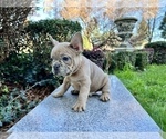 Small Photo #135 French Bulldog Puppy For Sale in HAYWARD, CA, USA