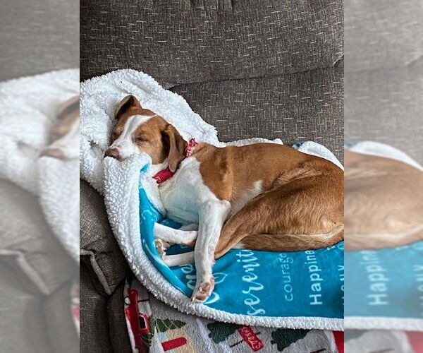 Medium Photo #4 Beagle Puppy For Sale in Westminster, MD, USA