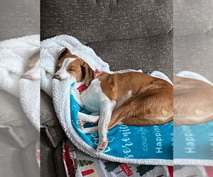 Bella - Female Beagle Dog for Adoption - Photo #4