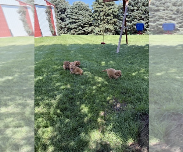 Medium Photo #6 Golden Retriever Puppy For Sale in ROCK VALLEY, IA, USA