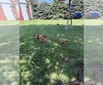 Small #5 Golden Retriever