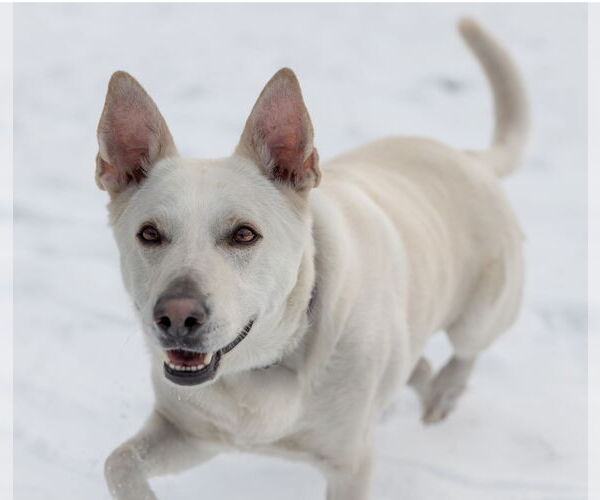 Medium Photo #7 Mutt Puppy For Sale in Princeton, MN, USA