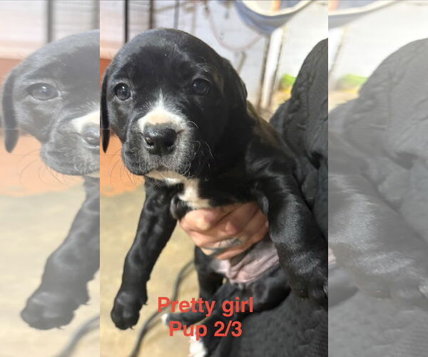 Medium Photo #1 Labrador Retriever-Unknown Mix Puppy For Sale in Brooksville, FL, USA