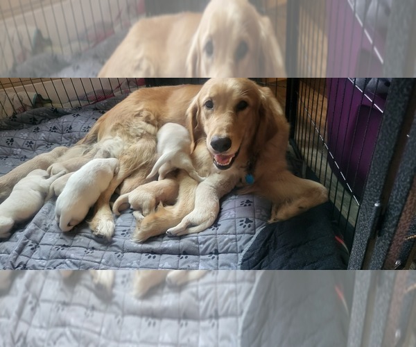 Medium Photo #1 Golden Retriever Puppy For Sale in SUNFIELD, MI, USA