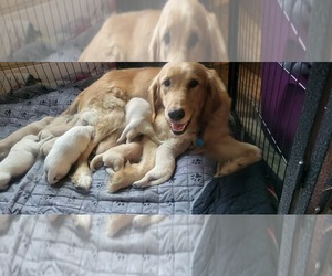 Golden Retriever Puppy for sale in SUNFIELD, MI, USA