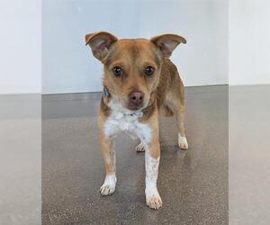 Chihuahua Dogs for adoption in San Martin, CA, USA