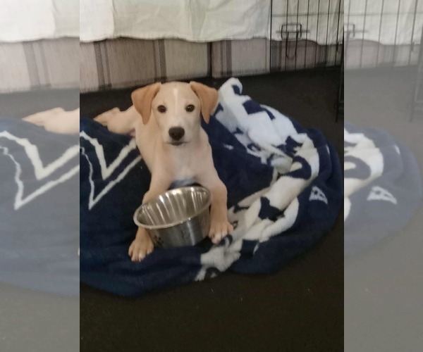 Medium Photo #2 Labrador Retriever-Unknown Mix Puppy For Sale in pomfret, CT, USA